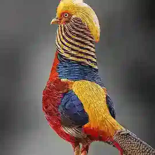 Дивовижні тварини світу Profile