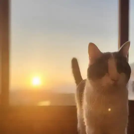 Мемы про котов Profile