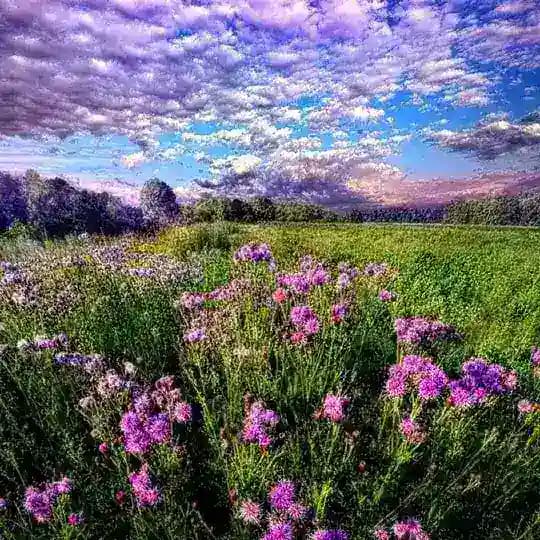 The Nature Apothecary Profile