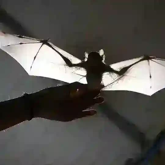 🦇Bats help🦇 Profile