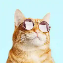 Funny Animals Profile