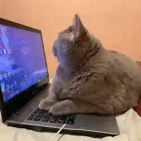 Поп и кот Profile