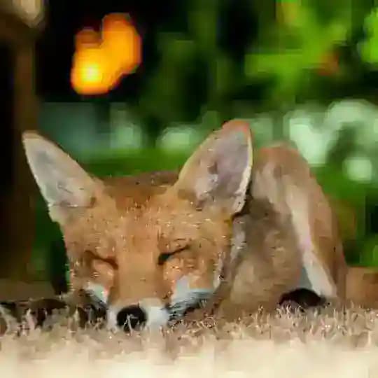 Foxes Profile