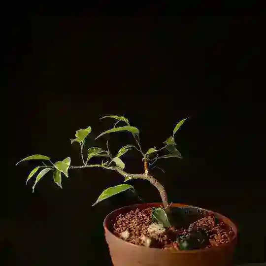 🪴 Silence Meditation Profile