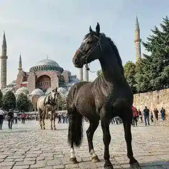 Международный стратег 🇷🇺 Profile