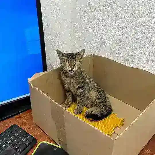 Коты горбатятся в агентстве Profile