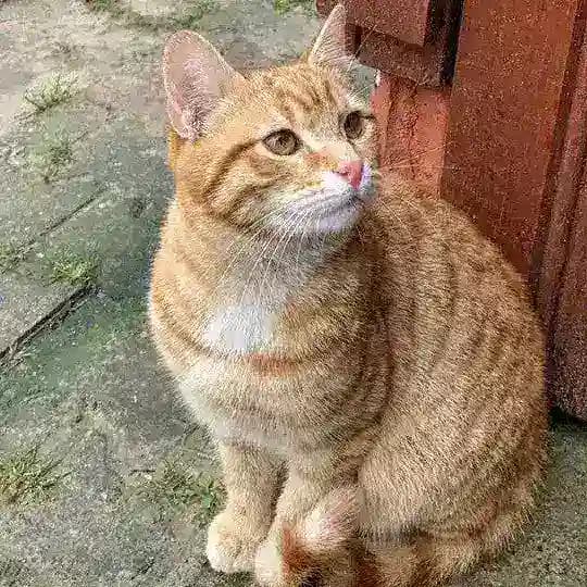 DOWNLOAD LINKS Profile