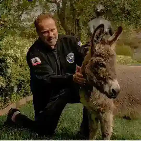 Arnold Schwarzenegger Profile