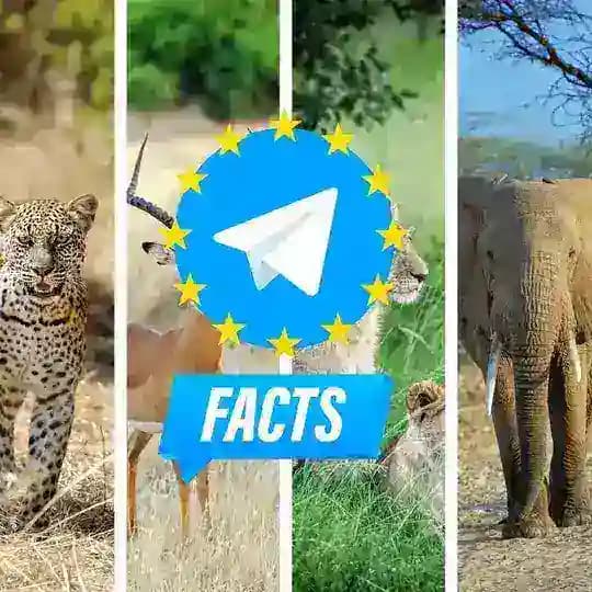 Facts about animals on Telegram - Fatti sugli animali - Faits sur les animaux - Hechos sobre animales - Fakten über Tiere Profile