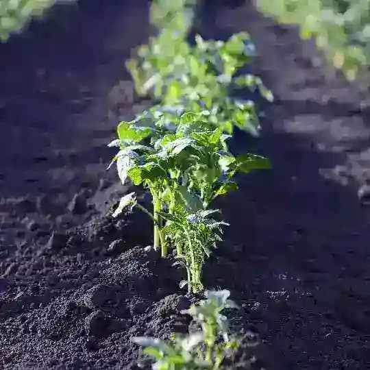 Huerto ecológico 🌱 Profile
