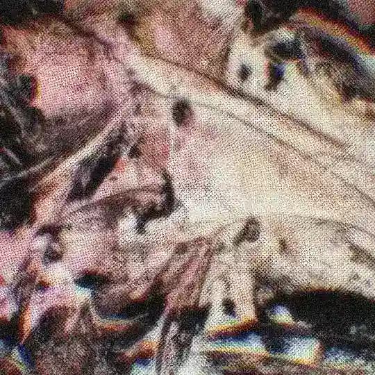 𝕎𝕐𝕐𝕄 Profile