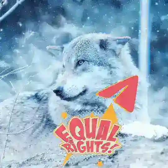 Wolf Animal Rights on Telegram by GRT : No death penalty to wolves - death sentence instead to criminals for animal torture! Profile