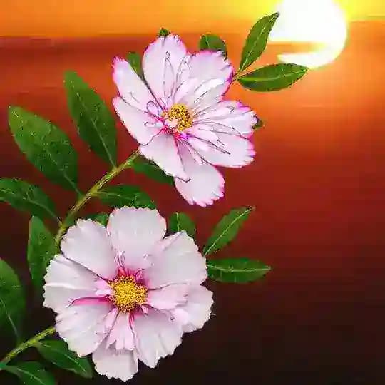 🅖🅐🅛🅛🅔🅡🅨☘️ 🅗🅓 Profile