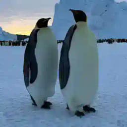 Life in Antarctica Profile