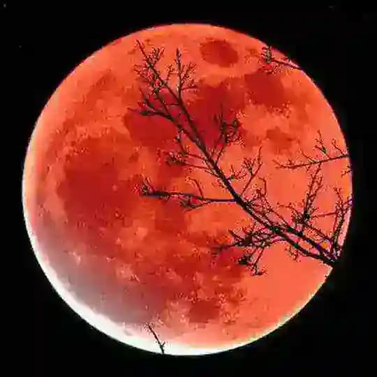 آدرنالین Profile