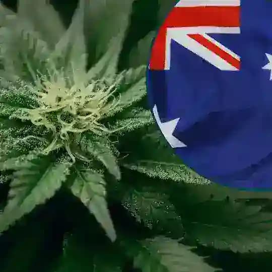 🇫🇰Australia_legacy 🇦🇺 Profile