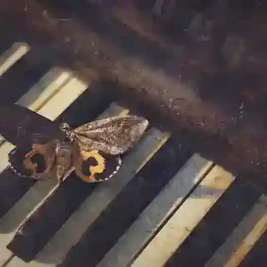 مدونه | Blog Profile