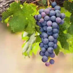 ВиноГрад: клуб вкусных путешествий. Profile