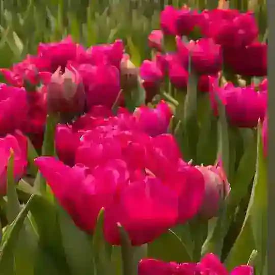 Цветы и растения. Посёлок Южный Profile