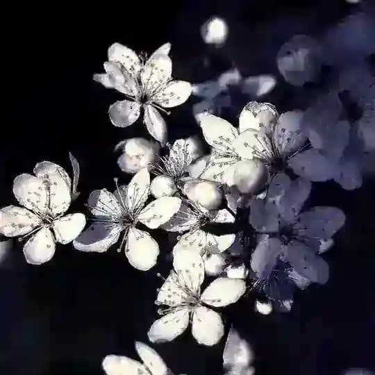 Tanishuvlar olami Profile