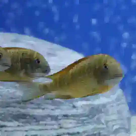 GAZİANTEP CHAT Profile