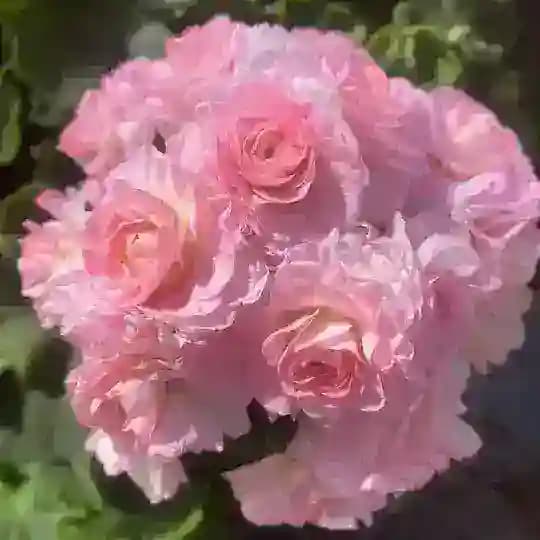 Ужель та самая герань Profile