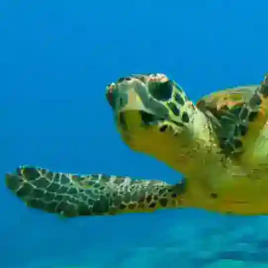 KARETTA KARETTALAR Profile