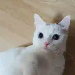 코인하는 집사방 (냥냥이) Profile