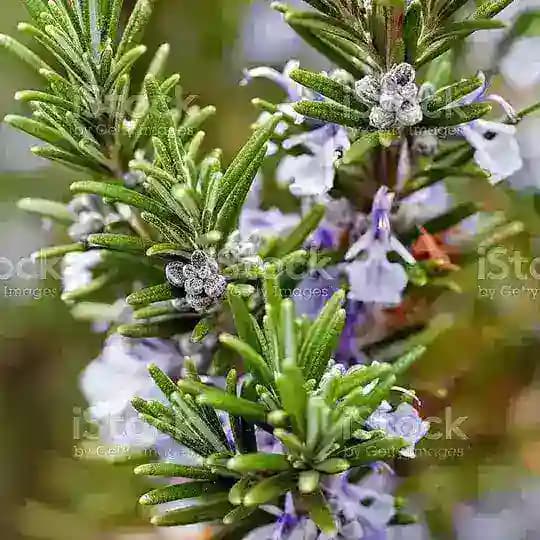 Megachatroom Profile