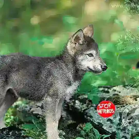 Lobiyo, Logros y Poles (@Luciibetes) Profile