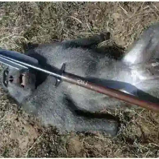 putnik1 Chat Profile