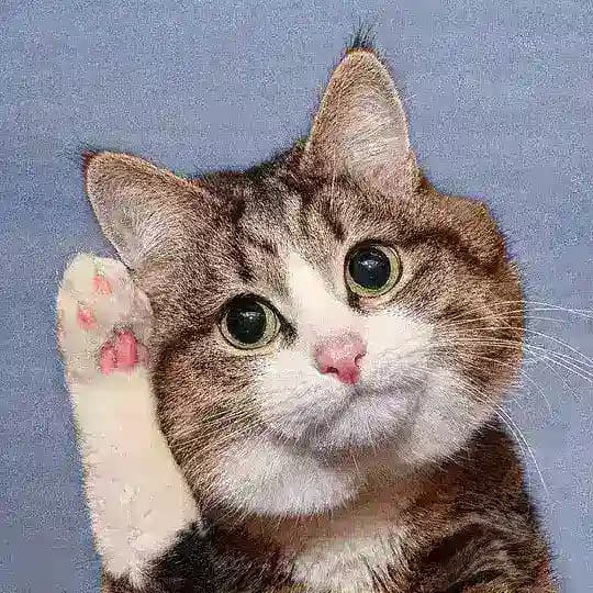 RexieCatX_Bot Profile