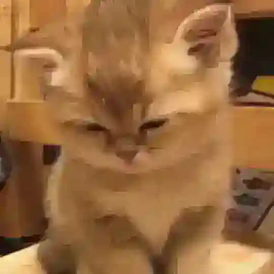 Посиделки с голубями Profile