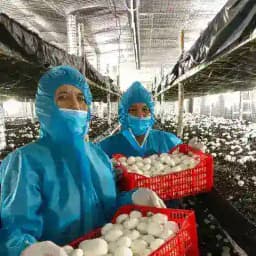 шампиньон кузикорин shampinion грибы qoziqorin кампост shampiniyon Profile