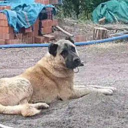 Sohbet Manevra Profile