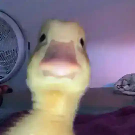 𝐅𝐄𝐍𝐈𝐗 Profile