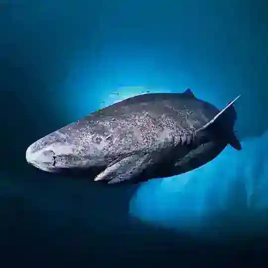 Greenland Shark Profile