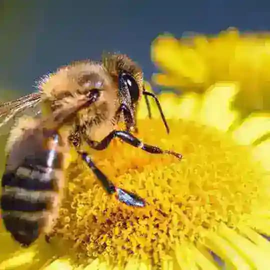 Arıcıların adresi Profile