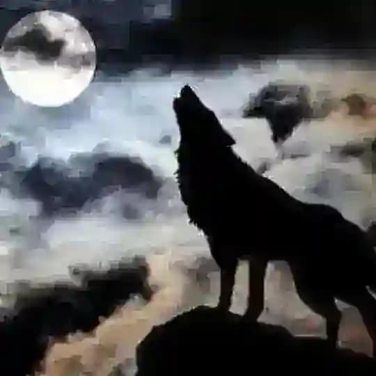 ⚡CANAVAR YIĞINI⚡ Profile