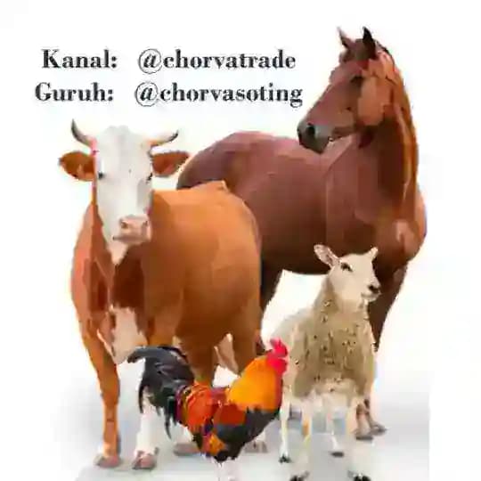 Chorva Trade Uzbekistan 🛂 Profile