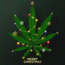 🎄Christmas Gift🎄 Profile