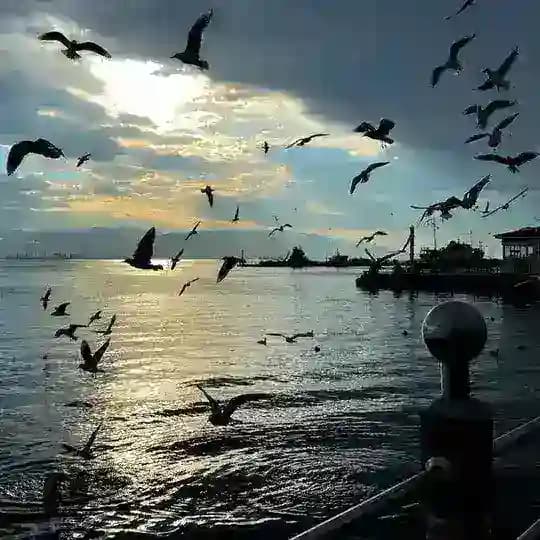 𝐃𝐞𝐧𝐠𝐞𝐬𝐢𝐳 𝐊𝐚𝐥𝐞𝐦 𝐘𝐨𝐫𝐮𝐦🇹🇷 Profile