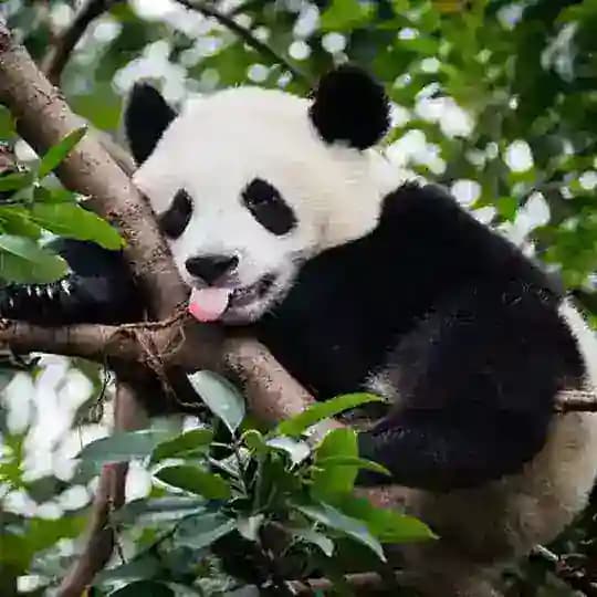 Гайдзины, у нас отмена Profile