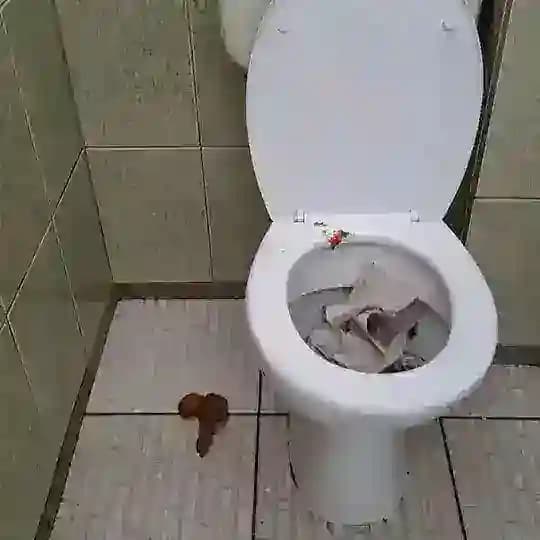 SHIT CLUB ⭕ Profile