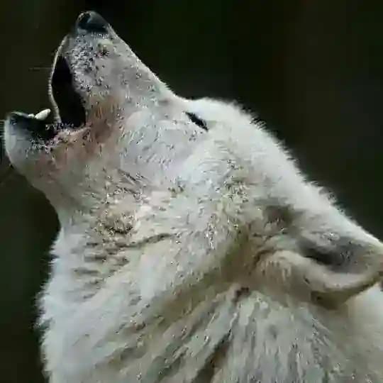 Lupus in Tabula IT (I funghi esistono solo il fine settimana) Profile