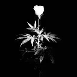 ঔ̶ৣ̶F̶A̶Q̶A̶T̶ Y̶O̶S̶H̶L̶A̶R̶ঔ̶ৣ̶™̶ Profile