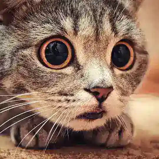 貓貓農場 賣萌天地 Profile