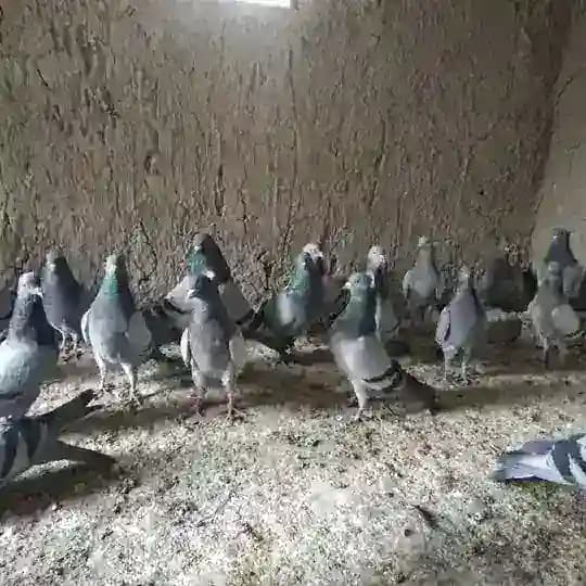 Namangan kaptarlari Profile