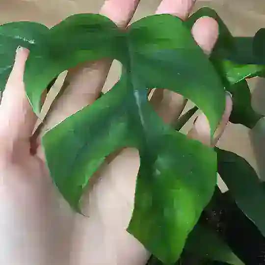 Pflanzengruppe 🌱 Profile