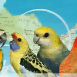 Qushlar olami Profile